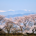 写真: 南アルプスと甚六桜