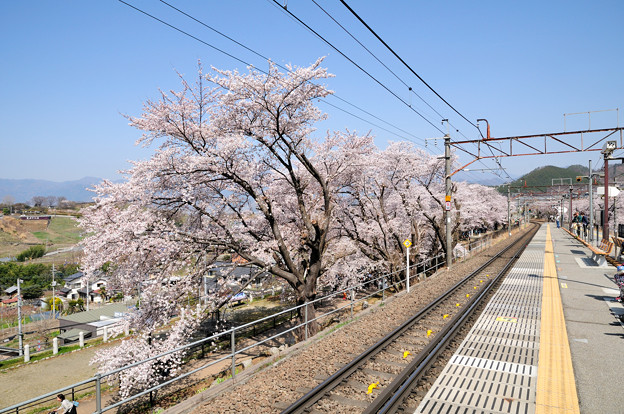 勝沼ぶどう郷駅の満開の桜