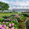 写真: 紫陽花と京成電車