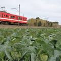 写真: キャベツ畑と銚子電鉄