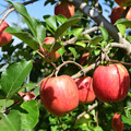 写真: りんご畑