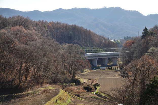 写真: 冬枯れを行く北陸新幹線
