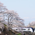 写真: 勝沼 甚六桜とE353系特急あずさ号