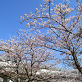 写真: 桜と東京メトロ千代田線