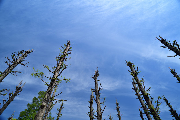 坊主のメタセコイアの木と青空