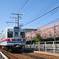 写真: 桜と3300形電車
