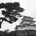 写真: 天守閣と松の木 モノクローム