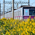 写真: セイタカアワダチソウと東京メトロ8000系電車