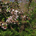 写真: 桜の小枝