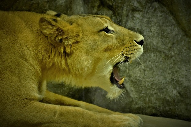 写真: ガオーと吠える、雌ライオンのすさまじい叫び