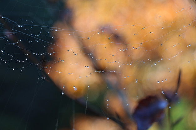 写真: 朝露に濡れた蜘蛛の巣
