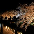 写真: お堀の桜と太鼓橋