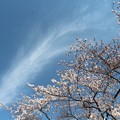 沸き立つ雲と桜