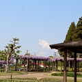 菖蒲園のフジ棚