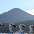 写真: 蓼科山と白鳥