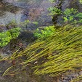 透明な蓼川の水草