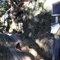 写真: 山姥の足跡岩