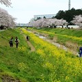 佐奈川の菜の花と桜並木