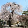 動物園の枝垂桜