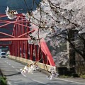 写真: 大久保橋と桜スポット