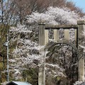 写真: コンクリートアーチと桜