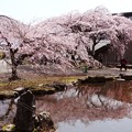 大講堂前の池と桜