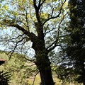 樹齢約３００年の栃の木