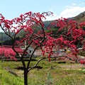写真: 山畑に咲く花桃