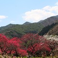 写真: 山里の花桃