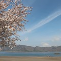桜と本栖湖