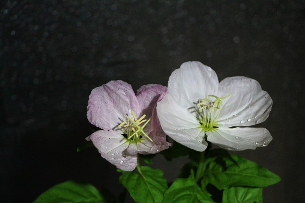花弁が白からピンク色に