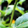 写真: シカクヒマワリの四角い茎