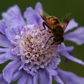 写真: IMG_0159マツムシソウの蜂