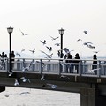 竹島橋のユリカモメ
