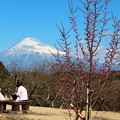 富士山と梅園