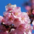 写真: 八幡桜