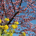 写真: 菜の花と八幡桜