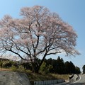 写真: 県道６９号線沿いの「今水桜」