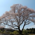 樹高１５ｍ　根周り１.３ｍ 樹齢１３０年以上の「今水桜」