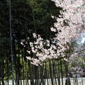 写真: 今水桜と竹林