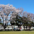 公園の周りの薄墨桜
