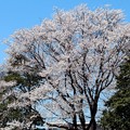 樹齢約２０年の薄墨桜