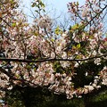 ソメイヨシノ桜
