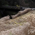 滝坂橋の斜面にミツマタ群生