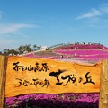 茶臼山高原「芝桜の丘」