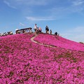 標高１,３５８ｍ。萩太郎山の頂上付近に広がる色鮮やかな芝桜の絨毯。