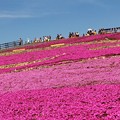 萩太郎山(標高１,３５８ｍ)展望台と桜色のじゅうたん。