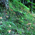 福沢花の森の斜面咲くキツネノカミソリ