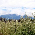 御嶽山とソバの花