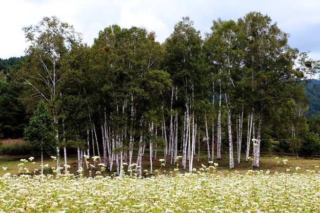 写真: ソバ畑と白樺林
